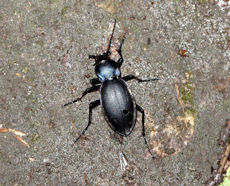 2010-06-12, Uttewalder Grund (45).jpg